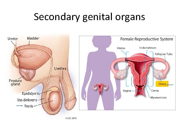 Secondary genital organs 