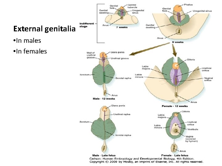 External genitalia • In males • In females 