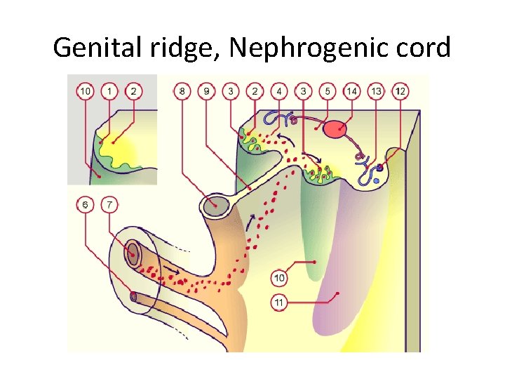 Genital ridge, Nephrogenic cord 