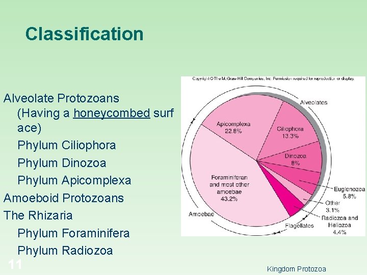 Classification Alveolate Protozoans (Having a honeycombed surf ace) Phylum Ciliophora Phylum Dinozoa Phylum Apicomplexa