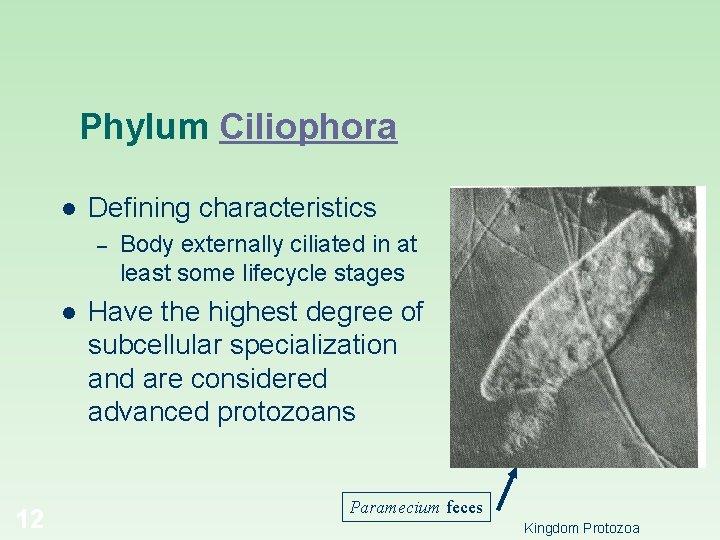 Phylum Ciliophora l Defining characteristics – l 12 Body externally ciliated in at least
