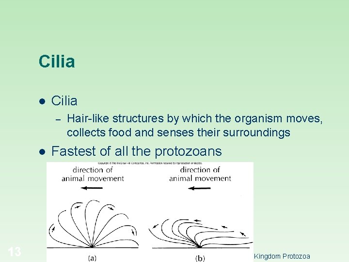 Cilia l Cilia – l 13 Hair-like structures by which the organism moves, collects