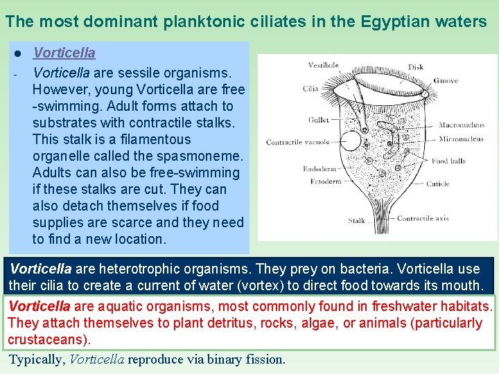 The most dominant planktonic ciliates in the Egyptian waters l - Vorticella are sessile