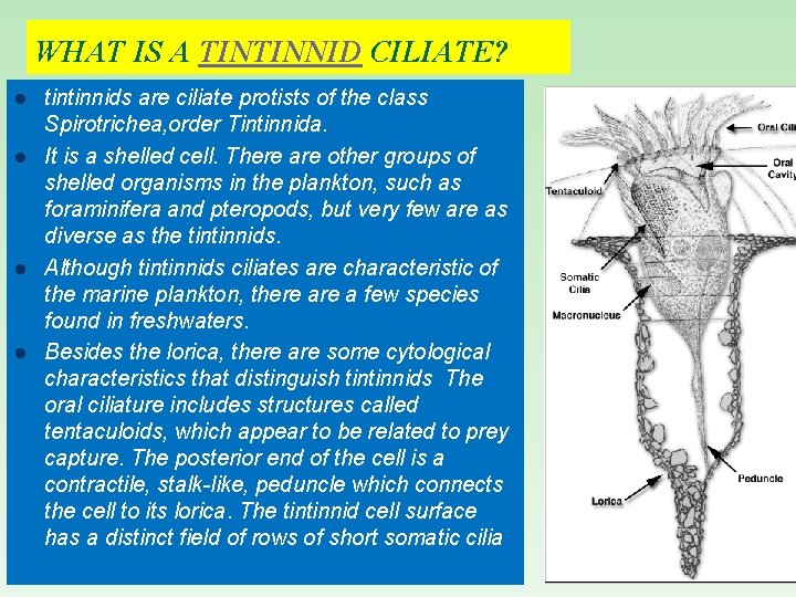 WHAT IS A TINTINNID CILIATE? l l tintinnids are ciliate protists of the class