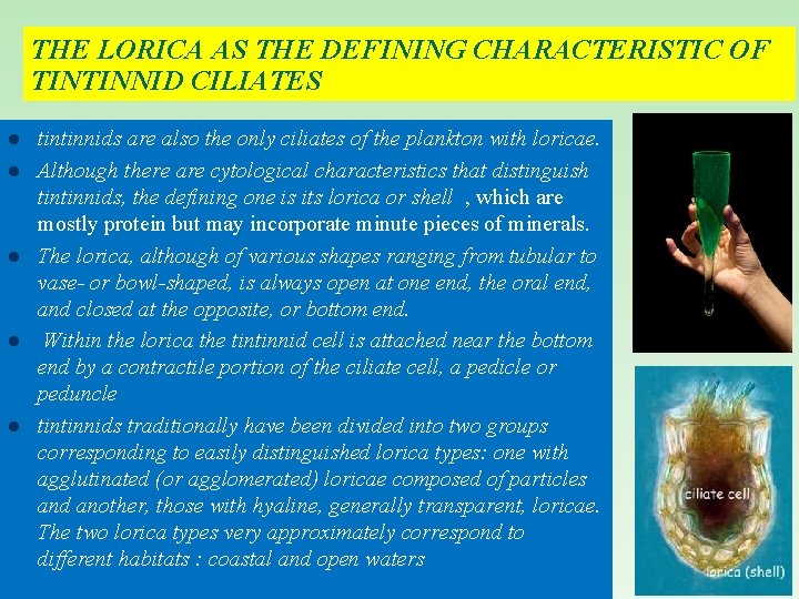 THE LORICA AS THE DEFINING CHARACTERISTIC OF TINTINNID CILIATES l l l tintinnids are