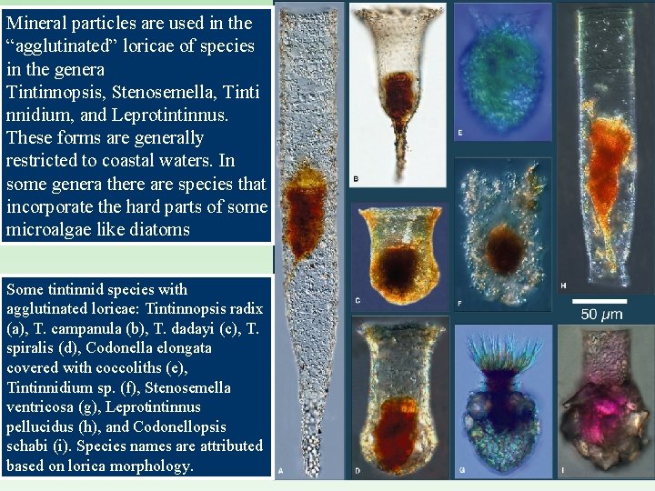 Mineral particles are used in the “agglutinated” loricae of species in the genera Tintinnopsis,