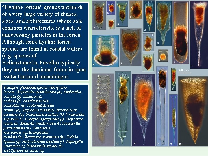 “Hyaline loricae” groups tintinnids of a very large variety of shapes, sizes, and architectures