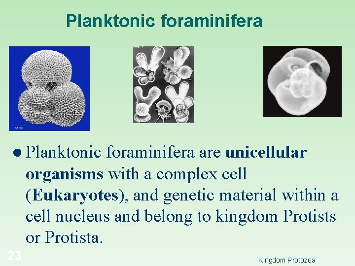 Planktonic foraminifera l Planktonic foraminifera are unicellular organisms with a complex cell (Eukaryotes), and