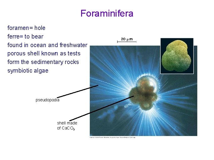 Foraminifera foramen= hole ferre= to bear found in ocean and freshwater porous shell known