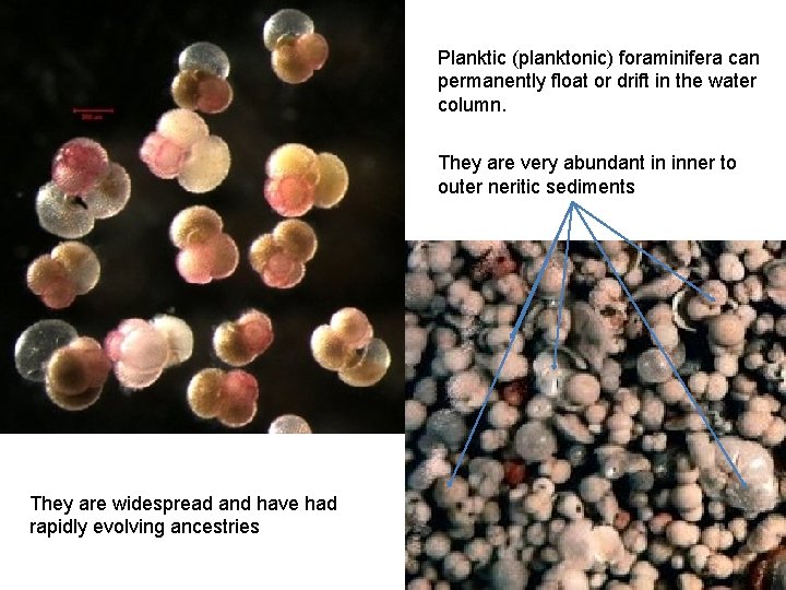 Planktic (planktonic) foraminifera can permanently float or drift in the water column. They are
