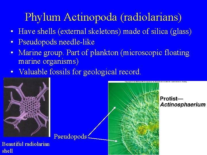 Phylum Actinopoda (radiolarians) • Have shells (external skeletons) made of silica (glass) • Pseudopods