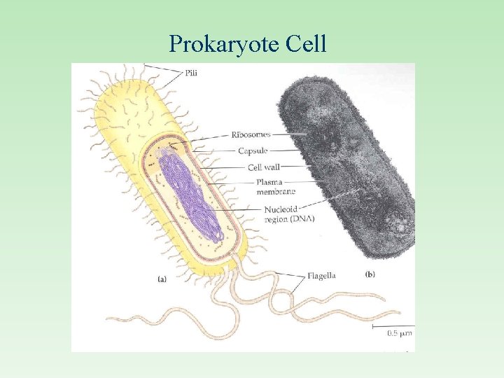 Prokaryote Cell 