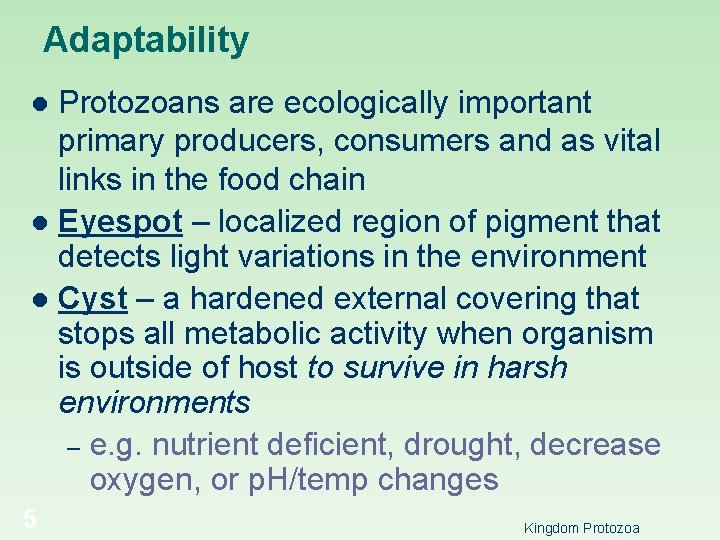 Adaptability Protozoans are ecologically important primary producers, consumers and as vital links in the