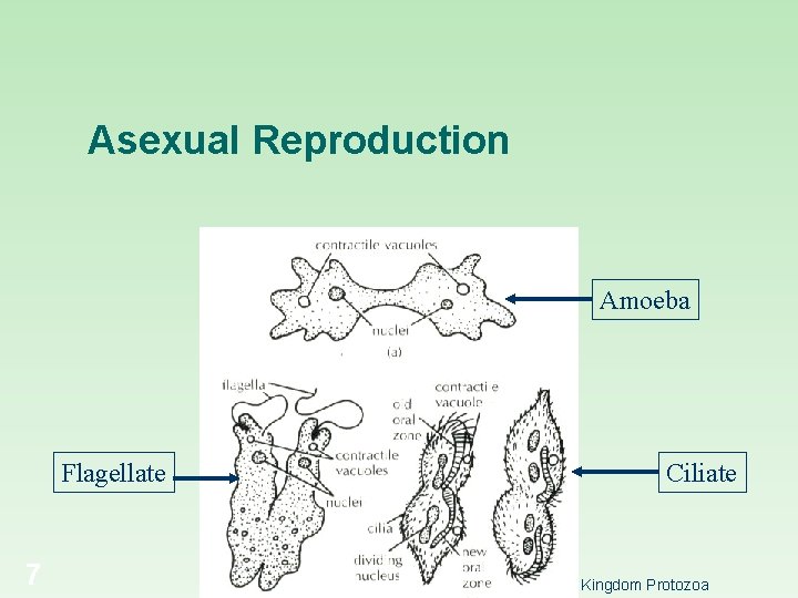 Asexual Reproduction Amoeba Flagellate 7 Ciliate Kingdom Protozoa 