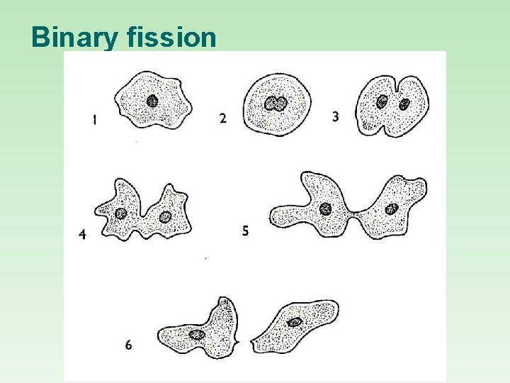 Binary fission 
