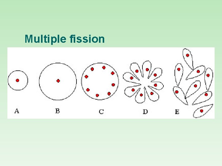 Multiple fission 