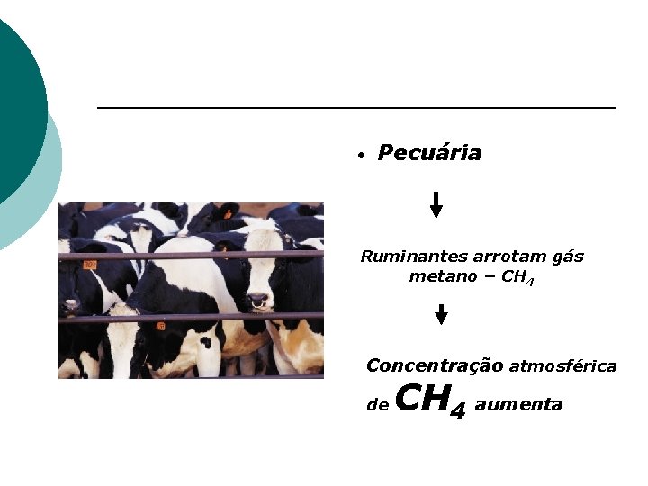  • Pecuária Ruminantes arrotam gás metano – CH 4 Concentração atmosférica de CH