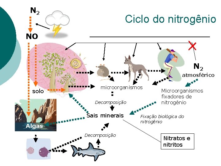 N 2 Ciclo do nitrogênio NO N 2 atmosférico solo microorganismos Decomposição Sais minerais