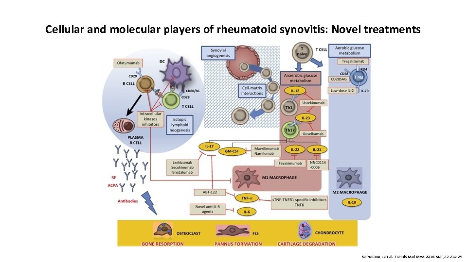 Cellular and molecular players of rheumatoid synovitis: Novel treatments Semerano L et al. Trends