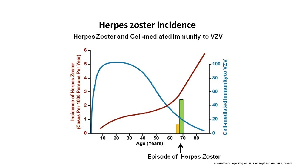 Herpes zoster incidence Adapted from Hope-Simpsom RE. Proc Royal Soc Med 1965; 58: 9