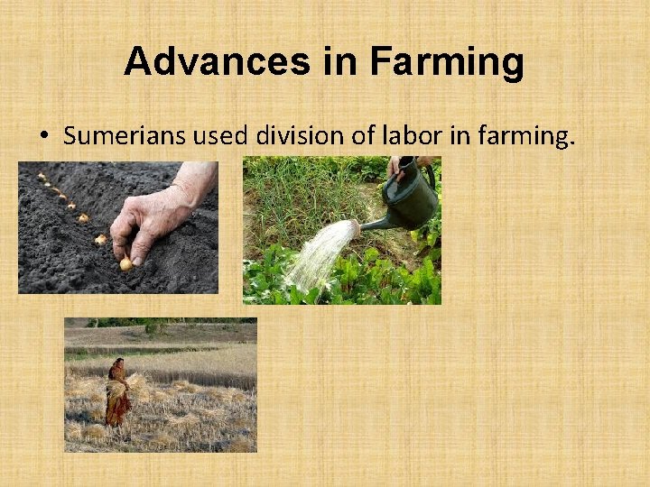 Advances in Farming • Sumerians used division of labor in farming. 