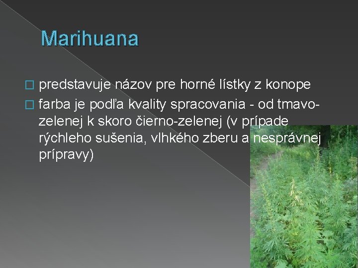 Marihuana predstavuje názov pre horné lístky z konope � farba je podľa kvality spracovania