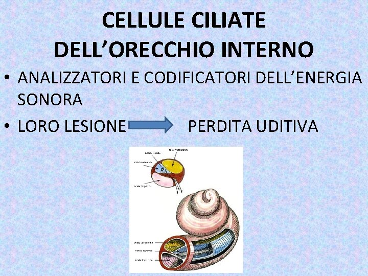 CELLULE CILIATE DELL’ORECCHIO INTERNO • ANALIZZATORI E CODIFICATORI DELL’ENERGIA SONORA • LORO LESIONE PERDITA
