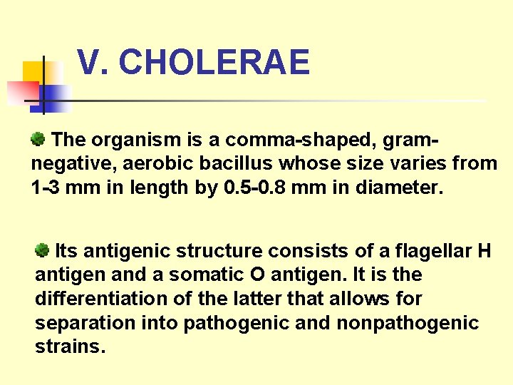 V. CHOLERAE The organism is a comma-shaped, gramnegative, aerobic bacillus whose size varies from