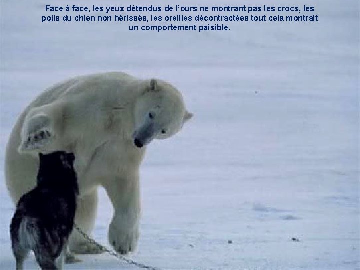 Face à face, les yeux détendus de l’ours ne montrant pas les crocs, les