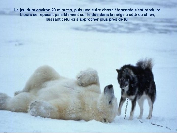 Le jeu dura environ 20 minutes, puis une autre chose étonnante s’est produite. L'ours