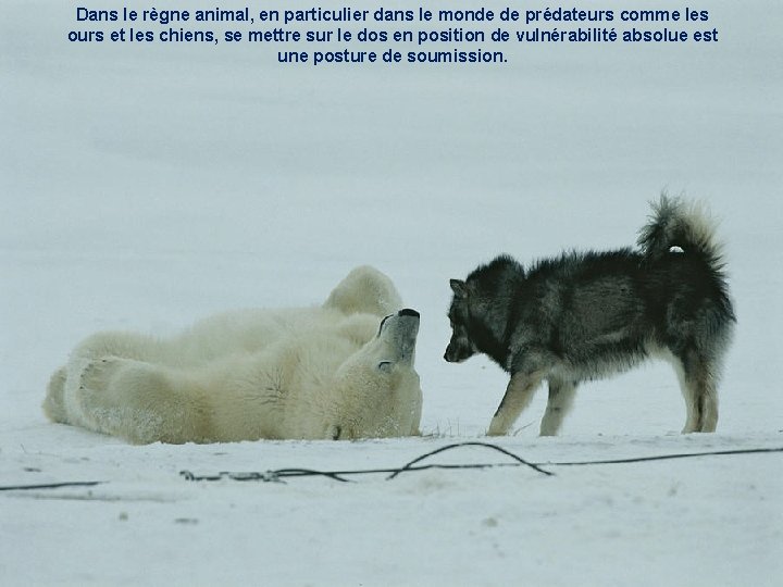 Dans le règne animal, en particulier dans le monde de prédateurs comme les ours