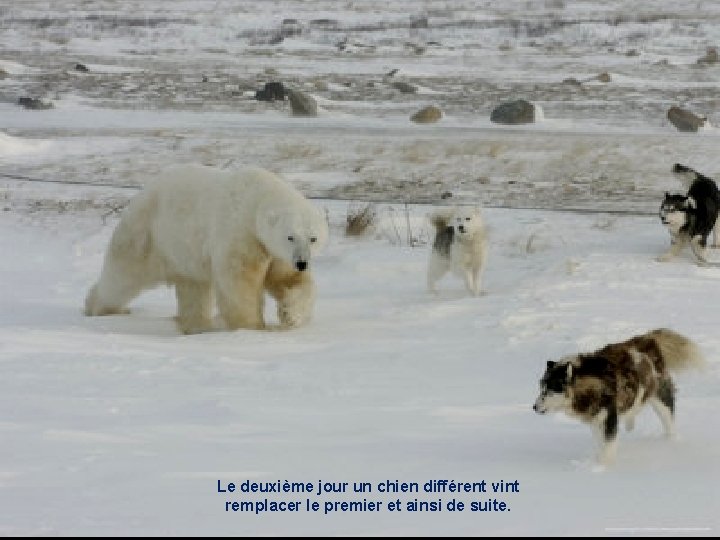 Le deuxième jour un chien différent vint remplacer le premier et ainsi de suite.