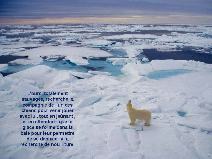 L'ours, totalement sauvages, recherche la compagnie de l'un des chiens pour venir jouer avec