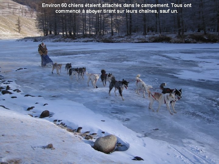 Environ 60 chiens étaient attachés dans le campement. Tous ont commencé à aboyer tirant