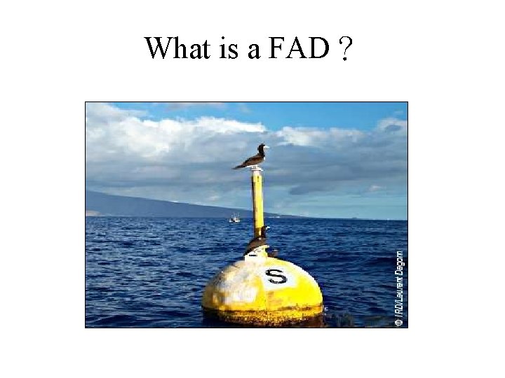 What is a FAD？ 