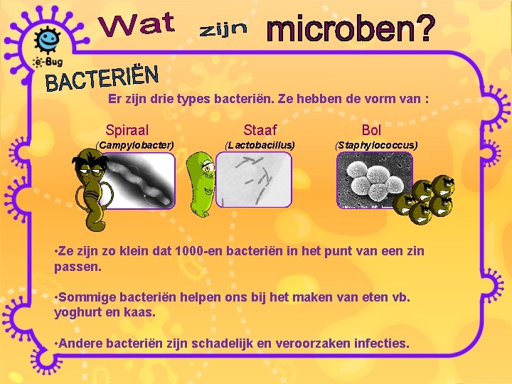 Er zijn drie types bacteriën. Ze hebben de vorm van : Spiraal (Campylobacter) Staaf