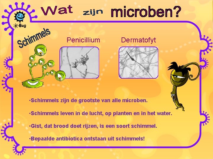 Penicillium Dermatofyt • Schimmels zijn de grootste van alle microben. • Schimmels leven in