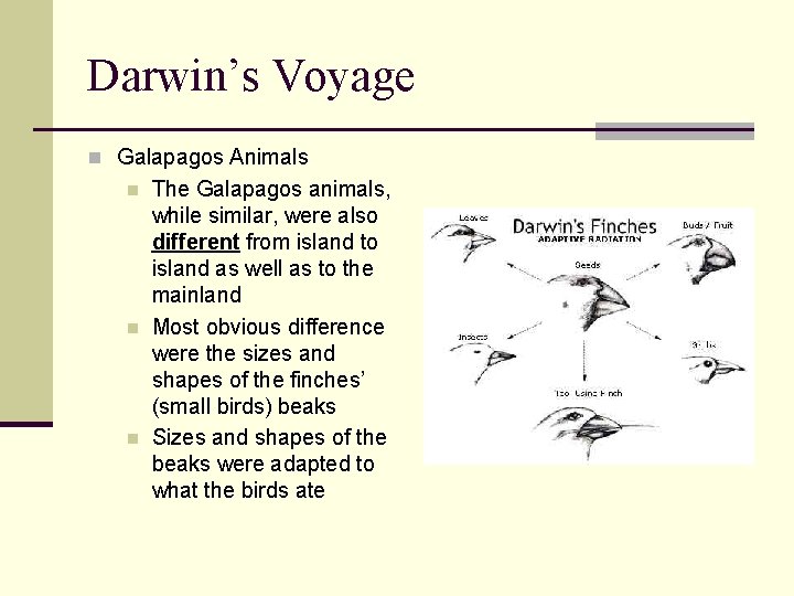 Darwin’s Voyage n Galapagos Animals n n n The Galapagos animals, while similar, were