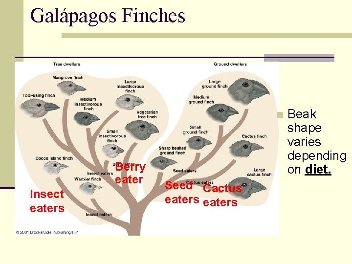 Galápagos Finches n Berry eater Insect eaters Seed Cactus eaters Beak shape varies depending