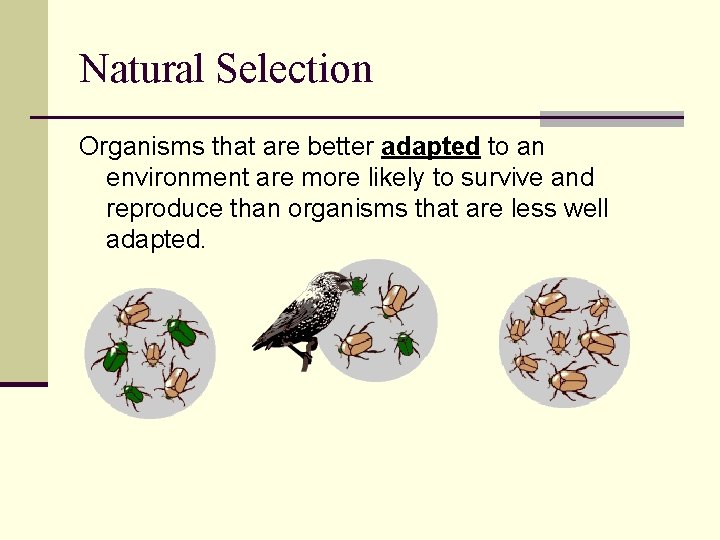 Natural Selection Organisms that are better adapted to an environment are more likely to