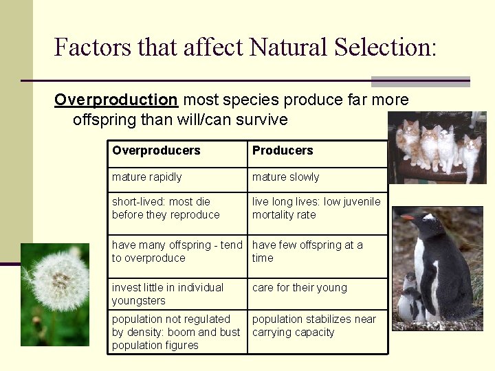 Factors that affect Natural Selection: Overproduction most species produce far more offspring than will/can