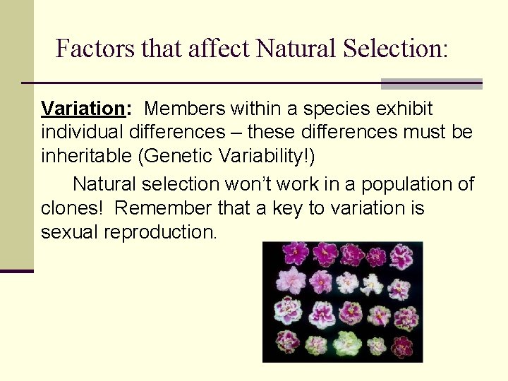 Factors that affect Natural Selection: Variation: Members within a species exhibit individual differences –