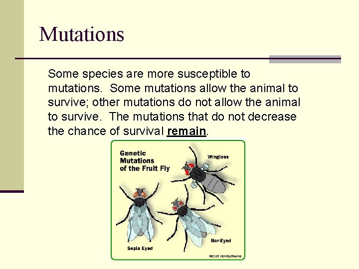 Mutations Some species are more susceptible to mutations. Some mutations allow the animal to