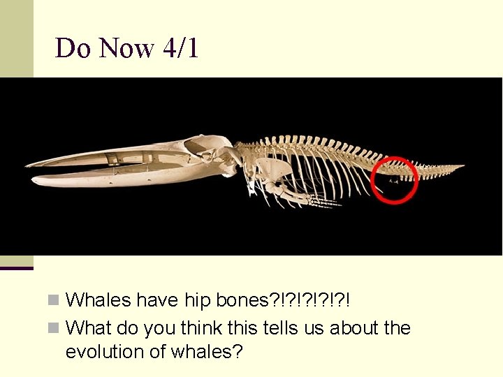 Do Now 4/1 n Whales have hip bones? !? !? ! n What do