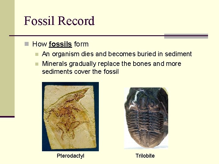 Fossil Record n How fossils form n An organism dies and becomes buried in
