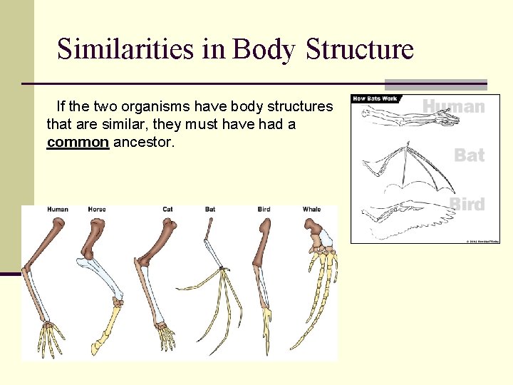 Similarities in Body Structure If the two organisms have body structures that are similar,