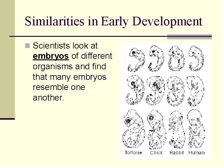 Similarities in Early Development n Scientists look at embryos of different organisms and find