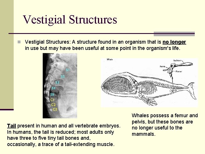 Vestigial Structures n Vestigial Structures: A structure found in an organism that is no