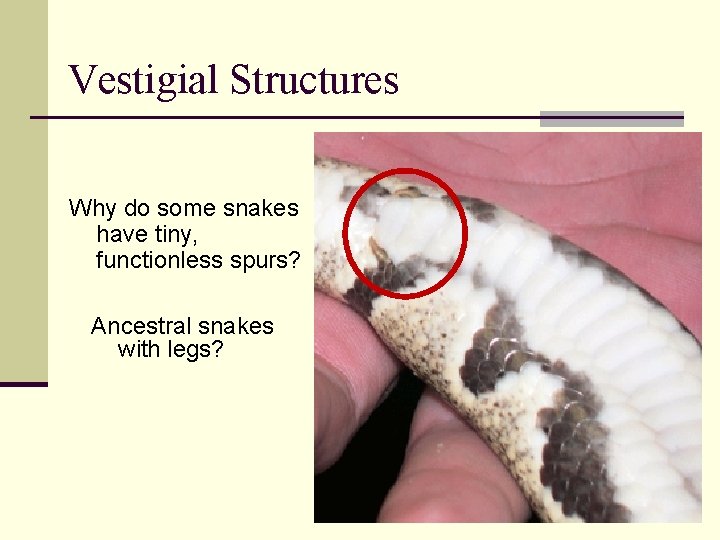 Vestigial Structures Why do some snakes have tiny, functionless spurs? Ancestral snakes with legs?