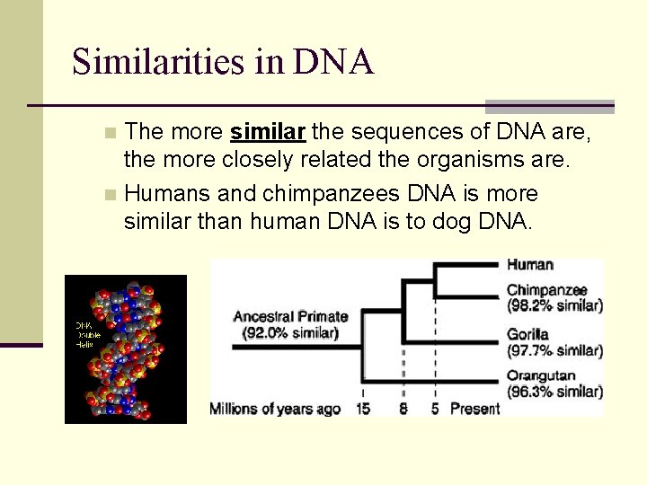 Similarities in DNA The more similar the sequences of DNA are, the more closely